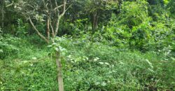 Land 1 and a half Rai for sale Huay Yai